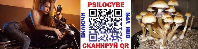 Псилоцибиновые грибы Psilocybe Симферополь